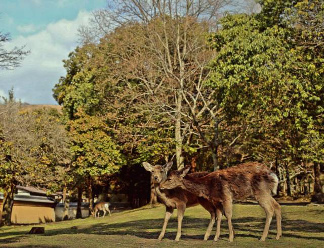 八月份定下的目标,秋季关西旅游攻略