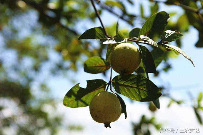 农村无人吃的果子,农村无人能吃的果子