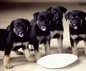 有奶就是好粮?说好给狗狗补营养,结果却并不像自己说的那么美好