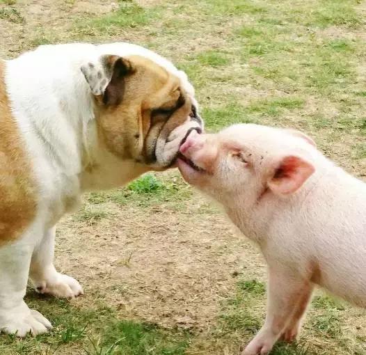 牛的搞笑日常,盘点牛的搞笑日常