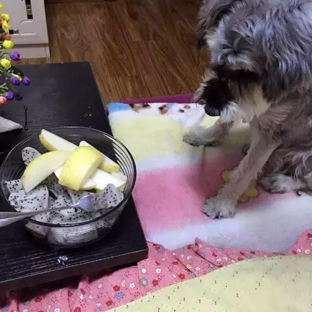 什么水果狗狗绝对不能吃,这几种水果千万不能给狗狗吃