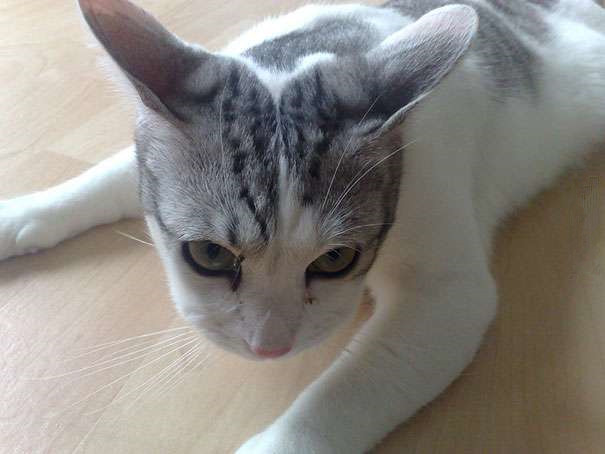 被蜂蜇了的地方为啥很痒,记录第一次被蜜蜂蜇