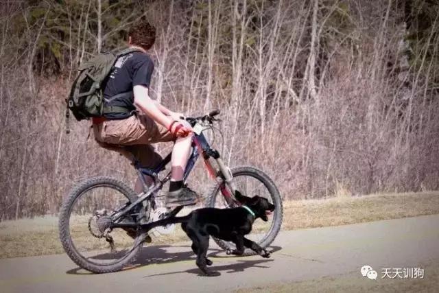 让狗狗学会这些自理技能,让狗狗怎么样才能学会讲话