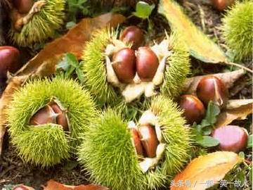 孕妇吃栗子好吃吗,秋天吃栗子的好处