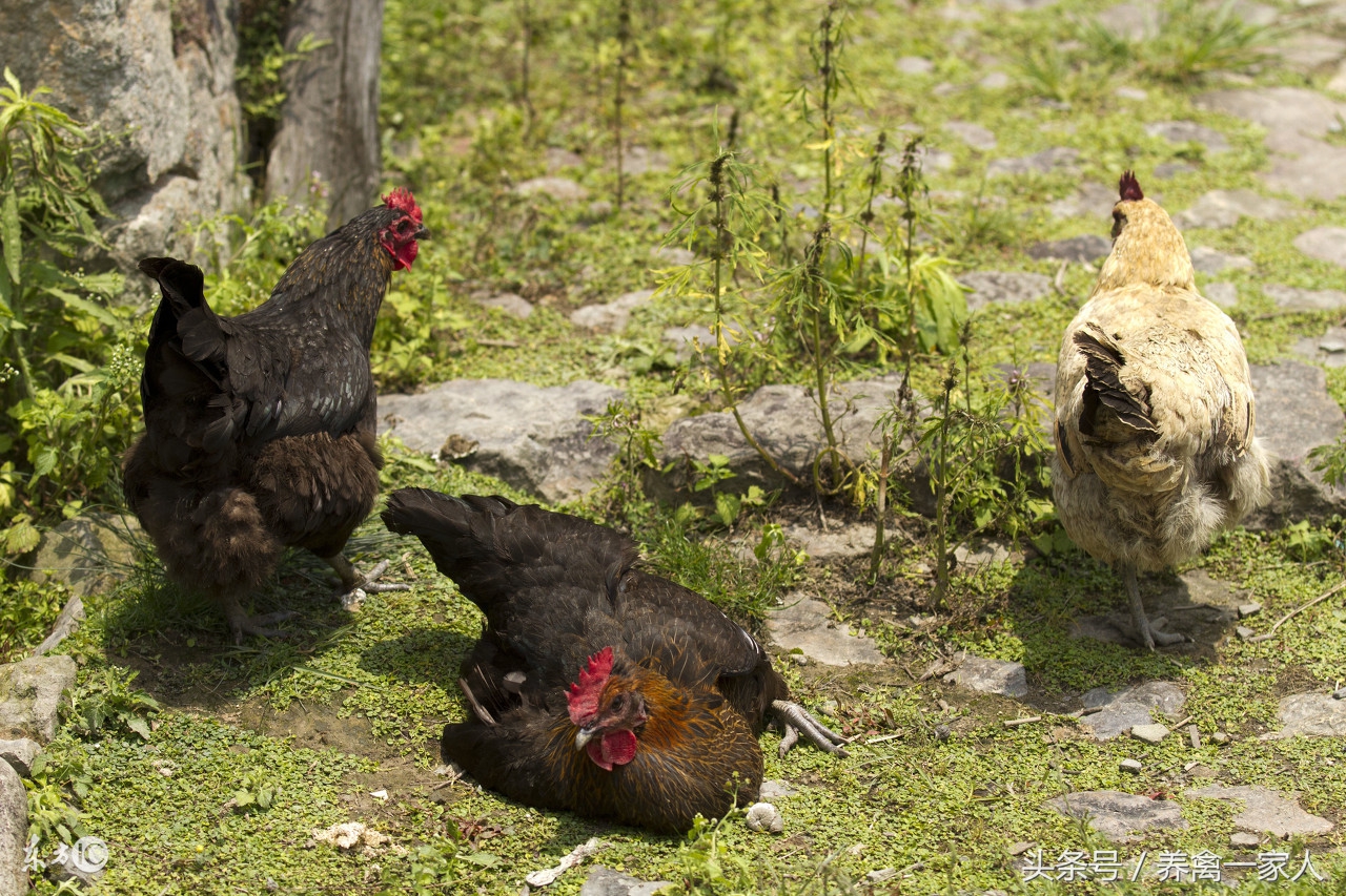 养鸡用vc的好处,养鸡冬季可以喂vc吗
