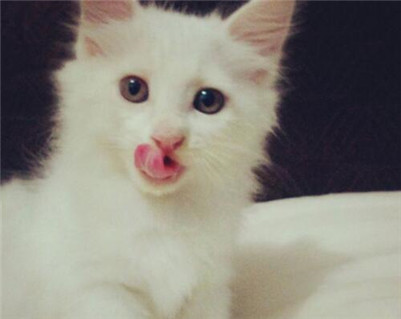 狮子猫掉毛怎么处理,如何正确给猫咪洗澡布偶猫