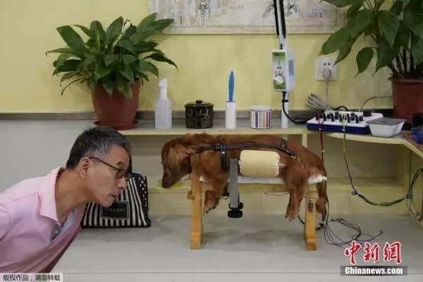 桌边社0824：想在中国找到不用抗生素的鸡，难度很大