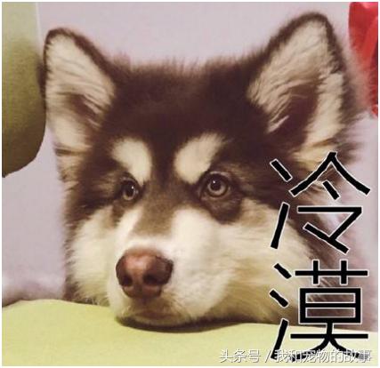 养哈士奇好还是养阿拉斯加好,养哈士奇是一种什么体验