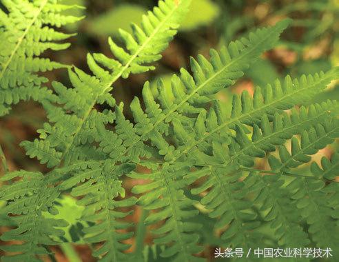 走进大兴安岭原始森林,探秘野生动物世界