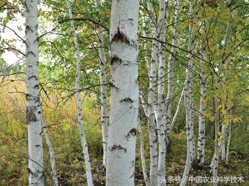 走进大兴安岭原始森林,探秘野生动物世界