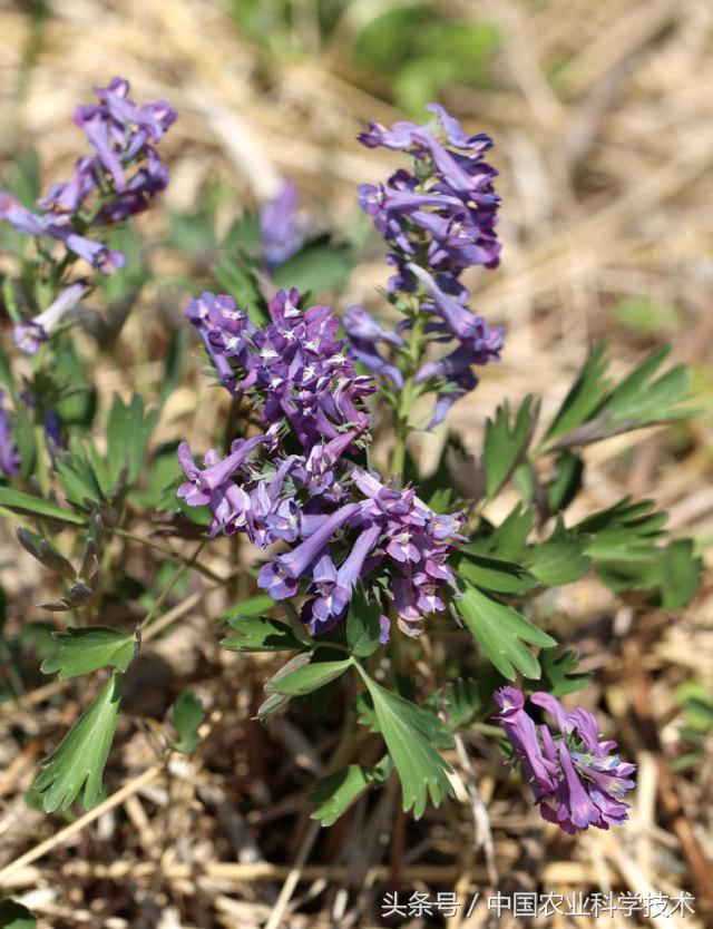 走进大兴安岭原始森林,探秘野生动物世界