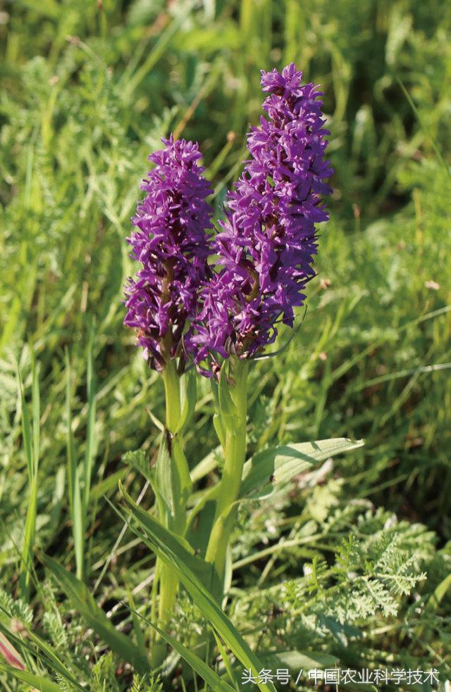 走进大兴安岭原始森林,探秘野生动物世界