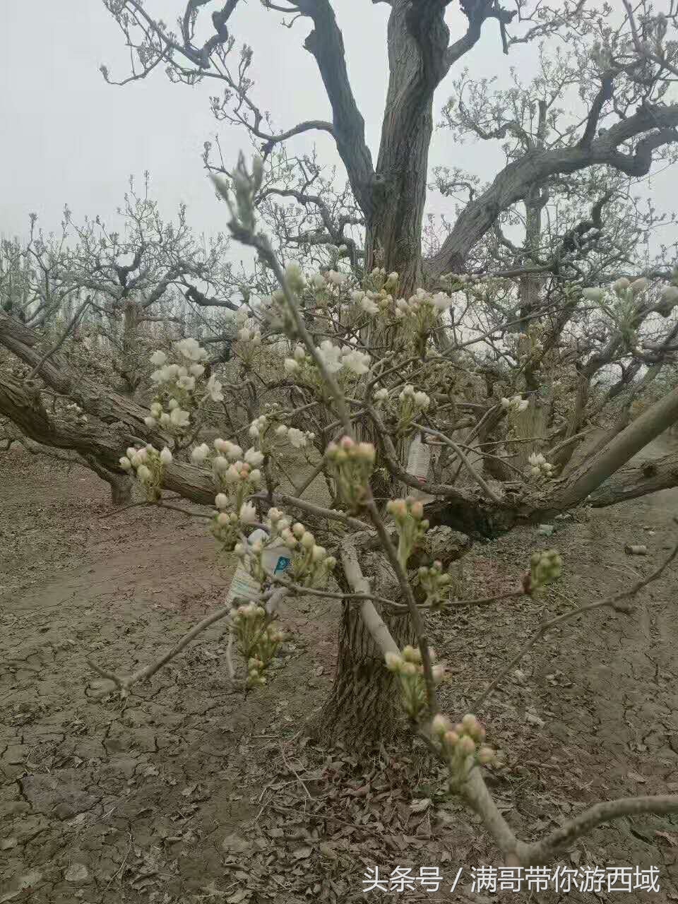 库尔勒香梨熟了!古尔邦节假期去库尔勒采香梨吧!只要4元每公斤