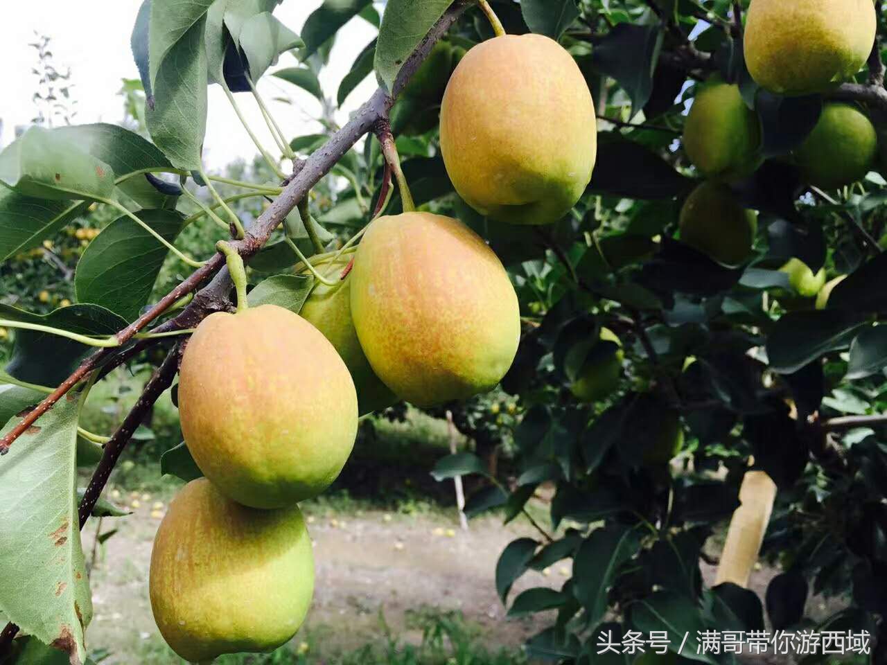 库尔勒香梨熟了!古尔邦节假期去库尔勒采香梨吧!只要4元每公斤