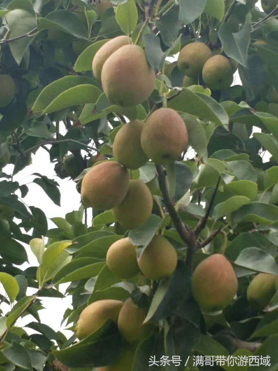 库尔勒香梨熟了!古尔邦节假期去库尔勒采香梨吧!只要4元每公斤