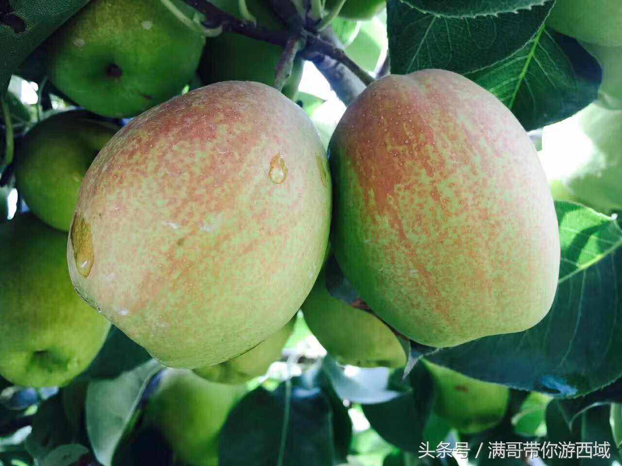 库尔勒香梨熟了!古尔邦节假期去库尔勒采香梨吧!只要4元每公斤