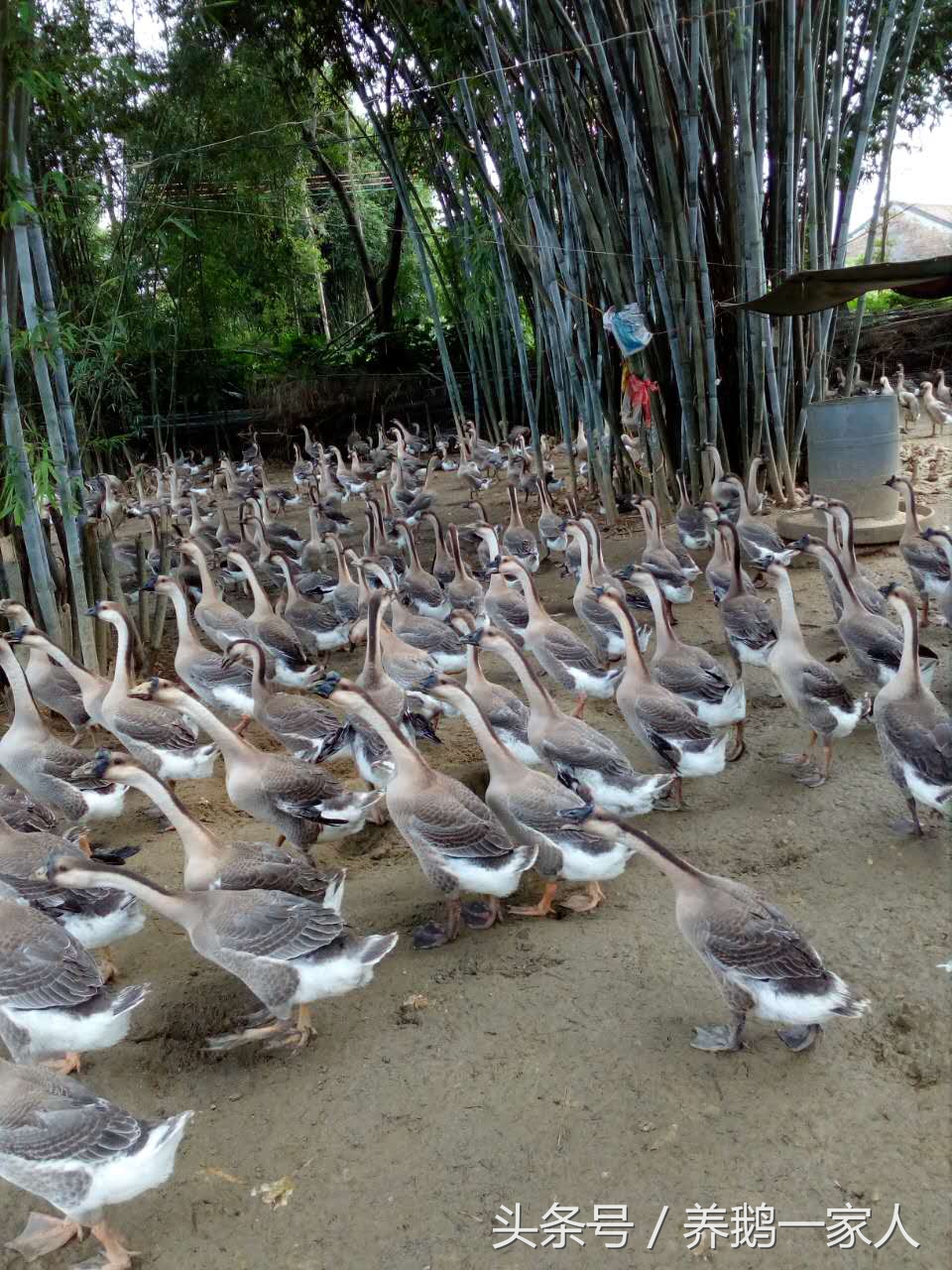 新手养鹅亏本后如何东山再起,养鹅的前景和建议