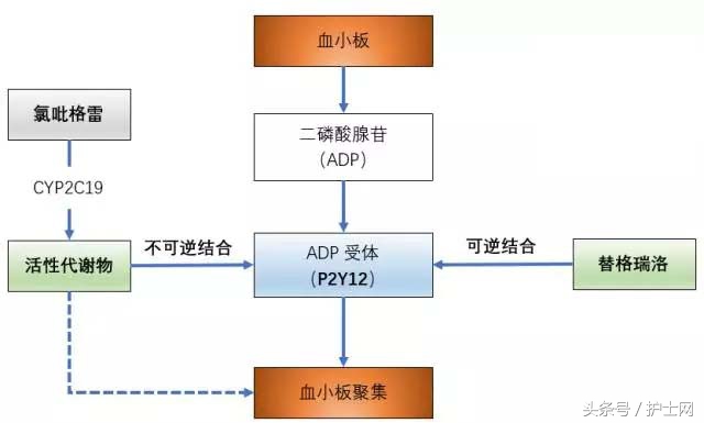 氯吡格雷与替格瑞洛有什么区别,替格瑞洛与氯吡格雷的桥接