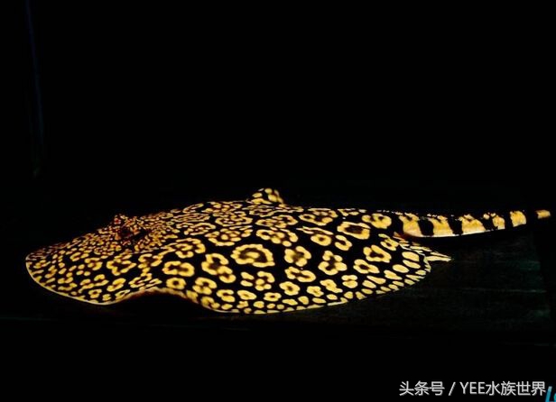 观赏鱼配比表大全,观赏鱼口粮怎么挑选