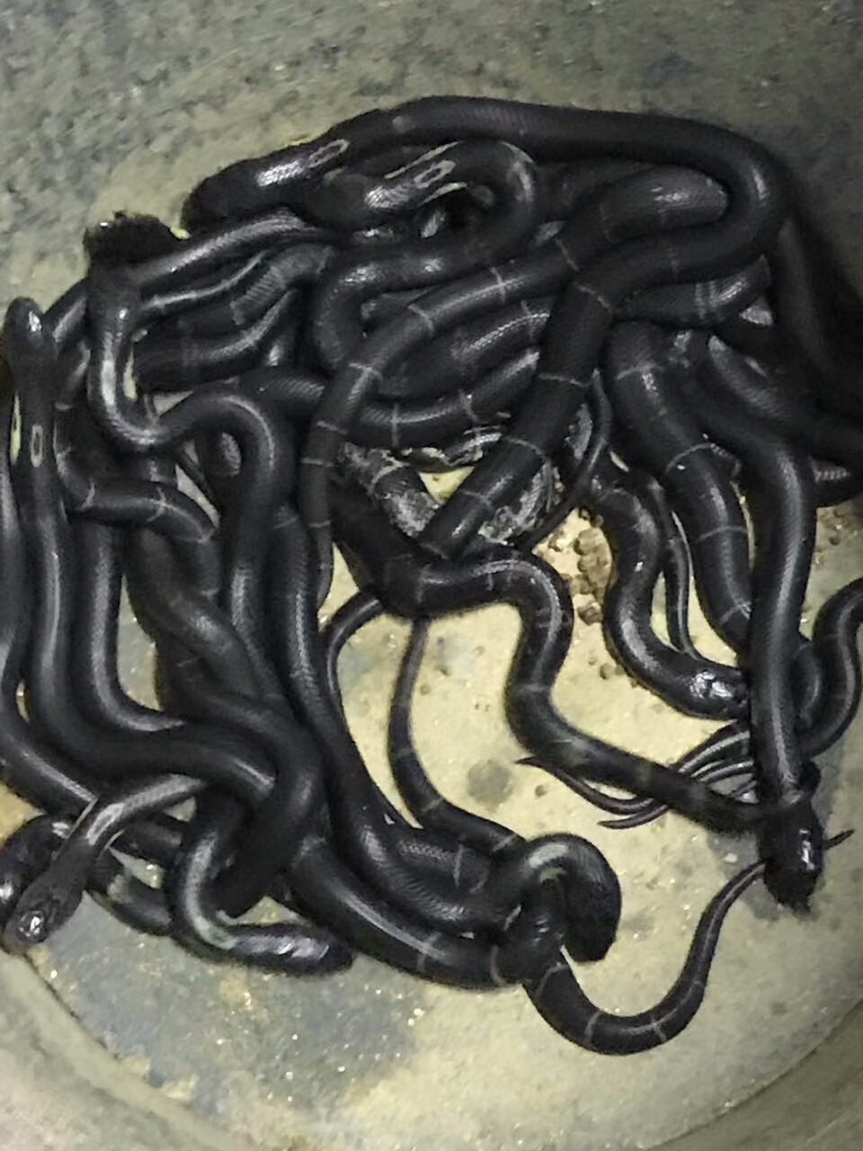 蛇场的建造内部图片,蛇场养蛇技术视频教程