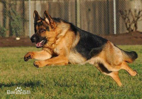 德牧马犬黑背狼青图片,狼青犬和德牧的区别图片