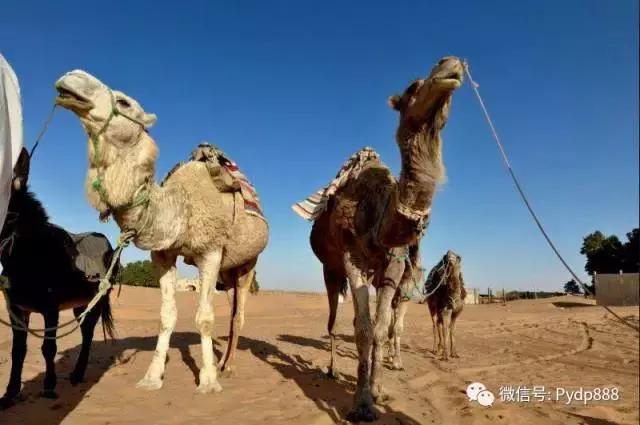 炒股必胜口诀图片高清,叶天炒股必胜口诀