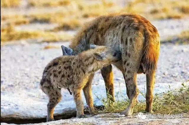 炒股必胜口诀图片高清,叶天炒股必胜口诀