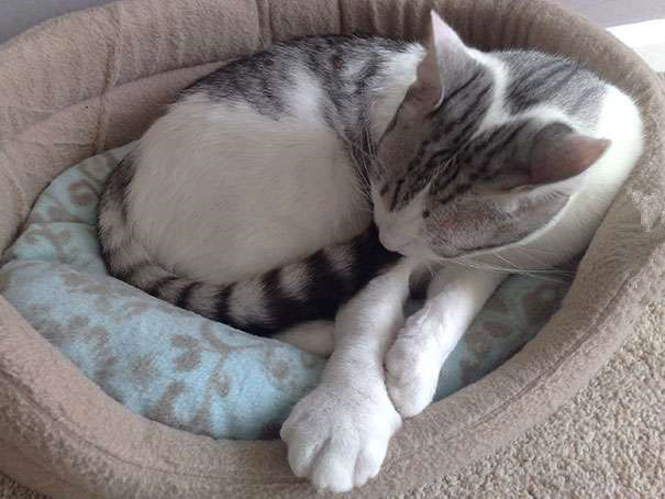 被蜂蜇了的地方为啥很痒,记录第一次被蜜蜂蜇