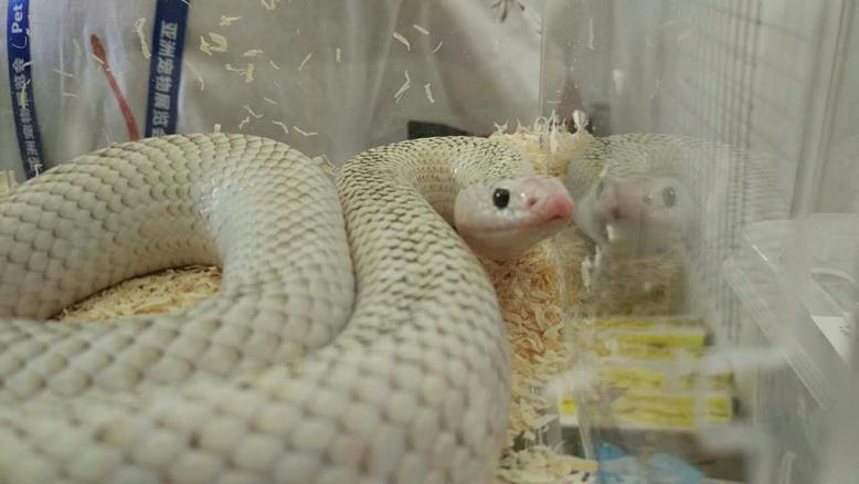 2019年亚宠展攻略,亚宠展要逛多久