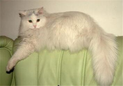 狮子猫掉毛怎么处理,如何正确给猫咪洗澡布偶猫