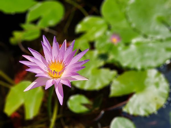 三星note8有双摄手机吗,三星note8还值不值得买