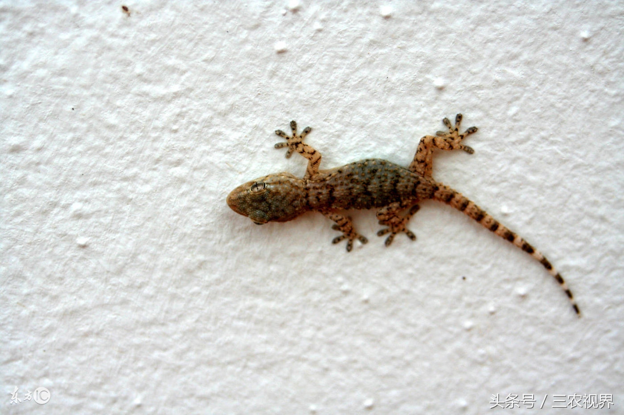 农村里很常见的一种动物,现在不太常见的农村小动物