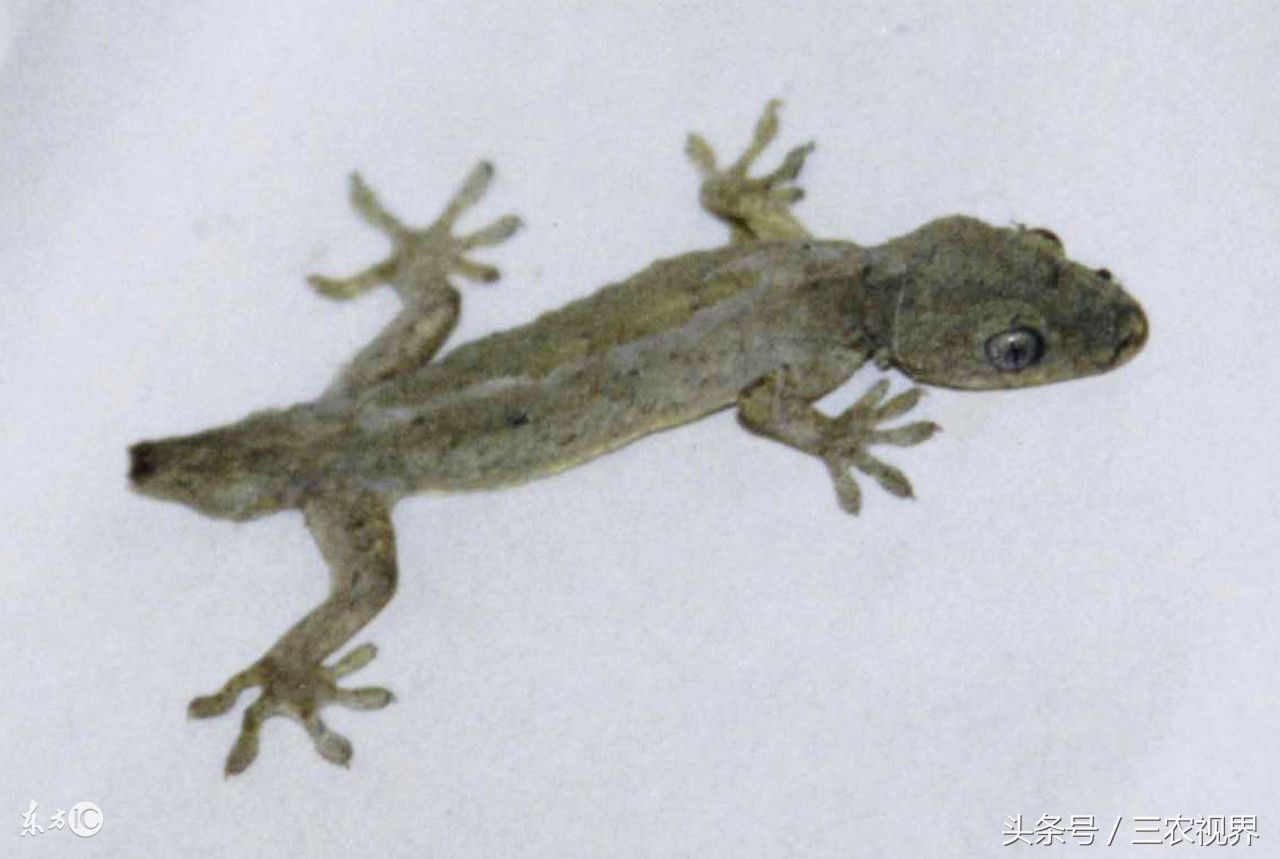 农村里很常见的一种动物,现在不太常见的农村小动物