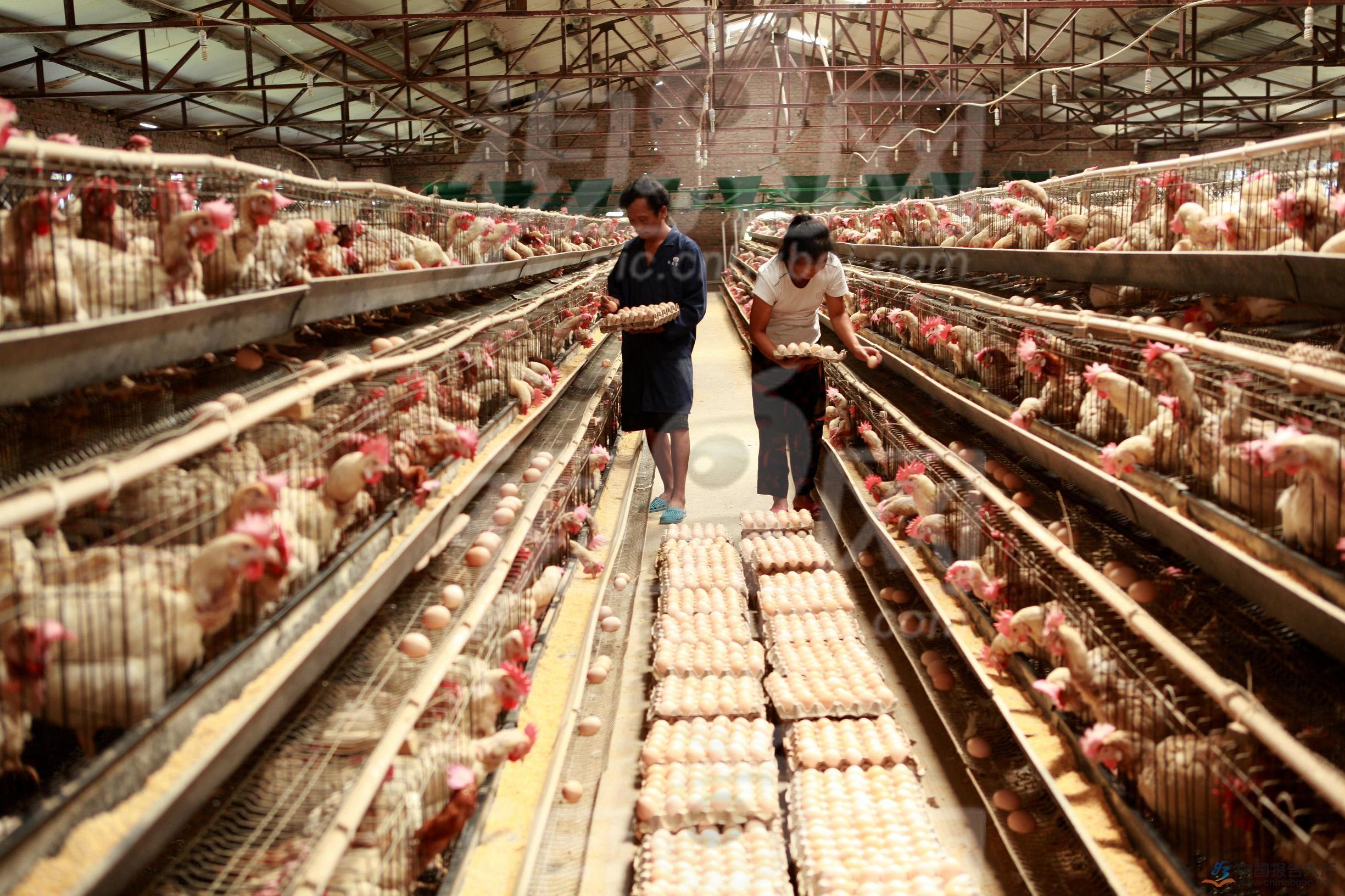 育雏鸡受凉怎么处理,鸡群受凉喂什么药