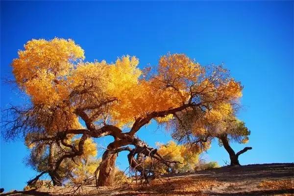 三千年的情缘，三千年的企盼只为这一季的金秋（附攻略）