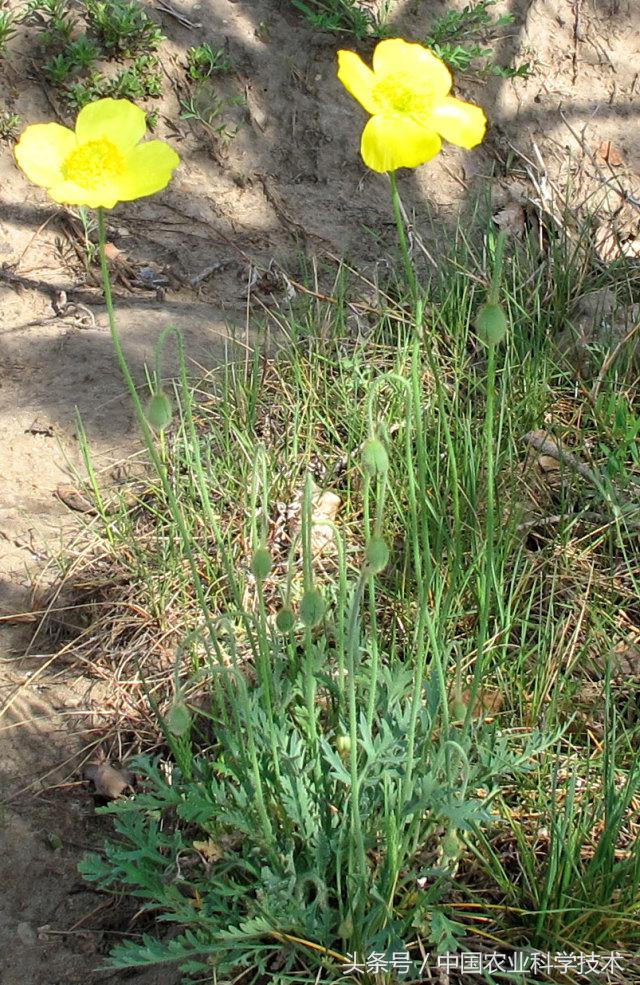 走进大兴安岭原始森林,探秘野生动物世界