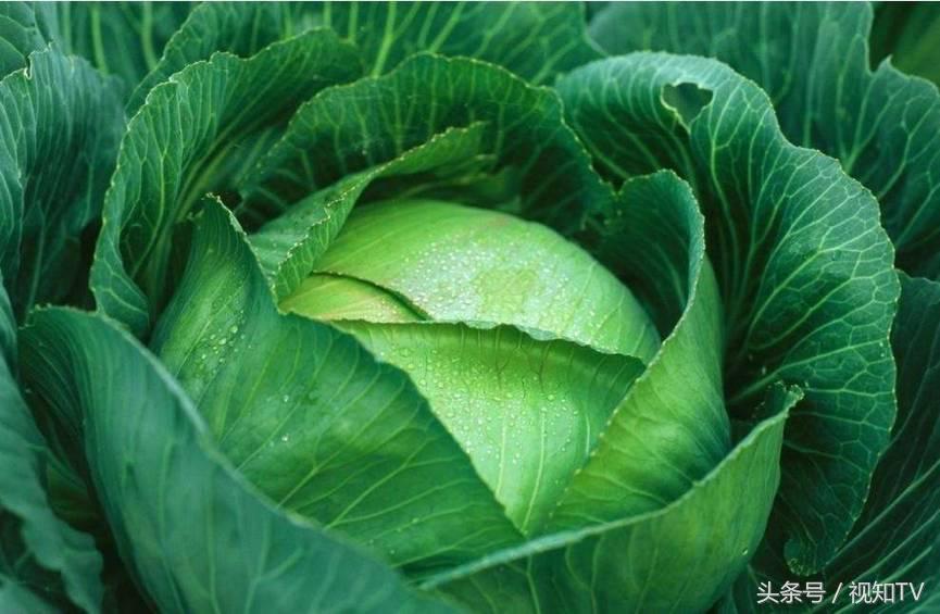 泡菜的秘密,老坛酸菜的酸菜的秘密