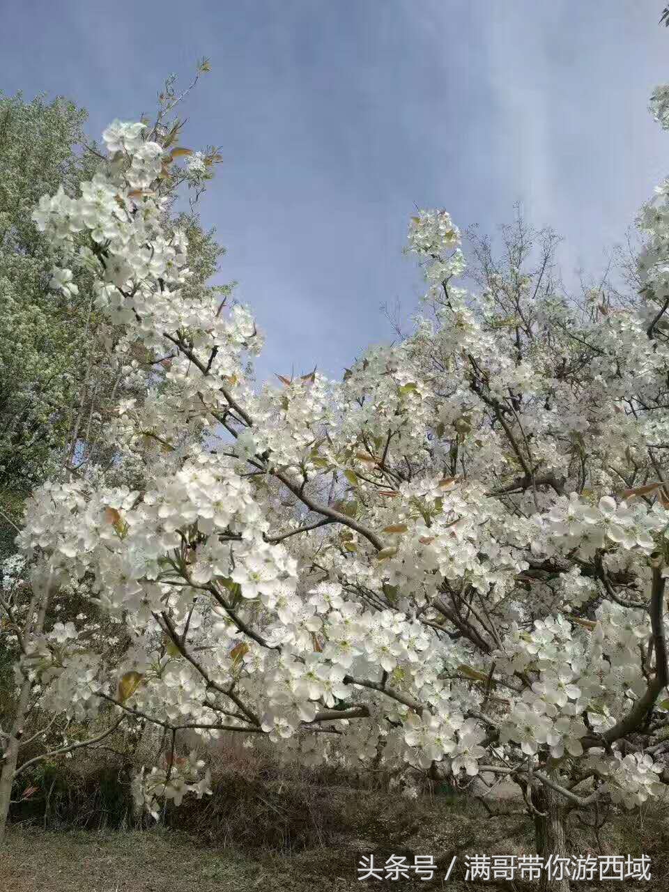 库尔勒香梨熟了!古尔邦节假期去库尔勒采香梨吧!只要4元每公斤