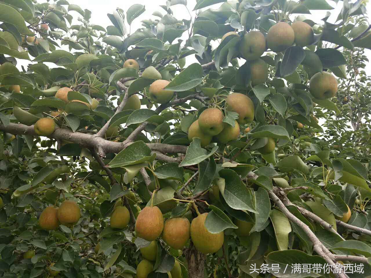 库尔勒香梨熟了!古尔邦节假期去库尔勒采香梨吧!只要4元每公斤