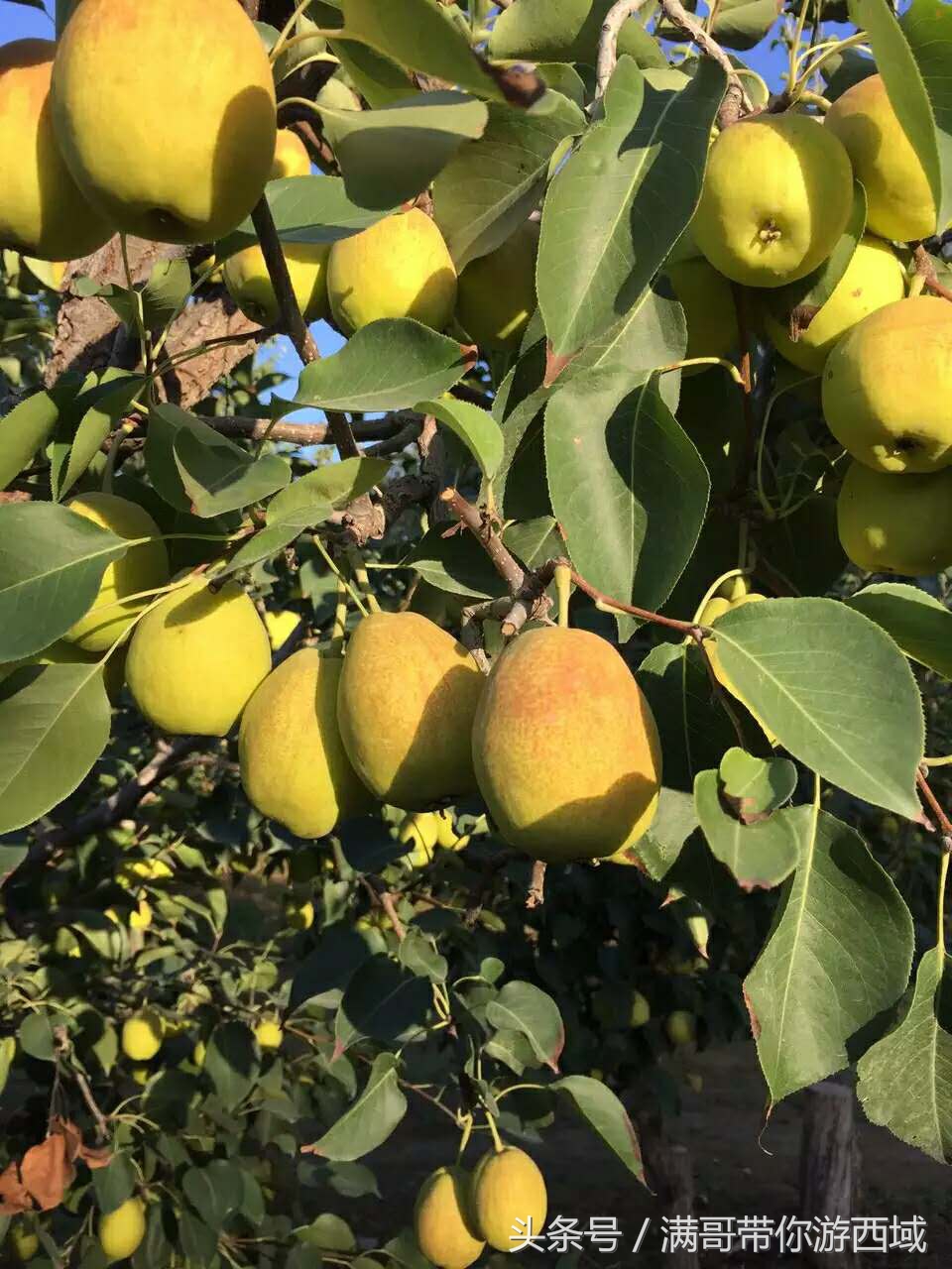 库尔勒香梨熟了!古尔邦节假期去库尔勒采香梨吧!只要4元每公斤