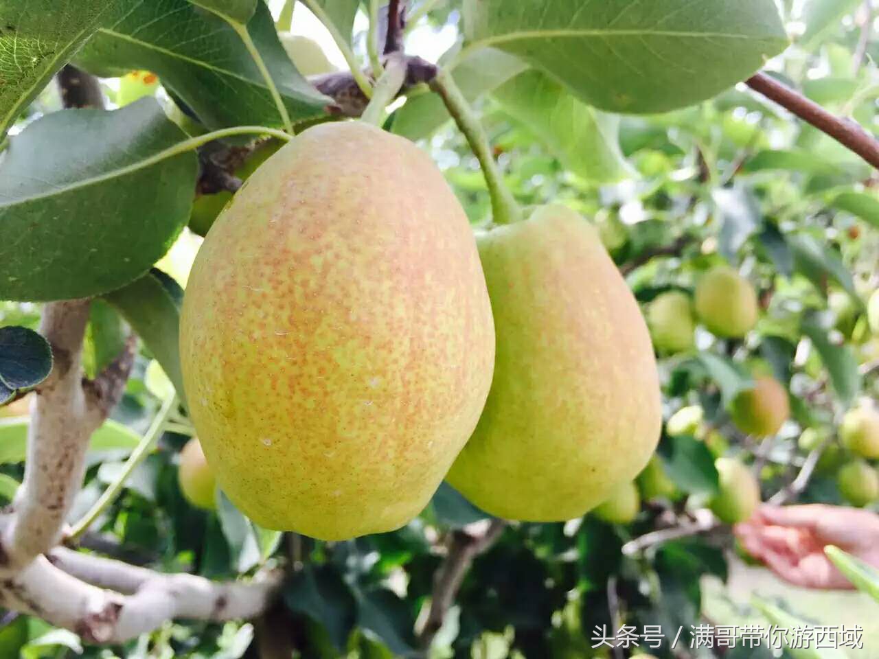 库尔勒香梨熟了!古尔邦节假期去库尔勒采香梨吧!只要4元每公斤