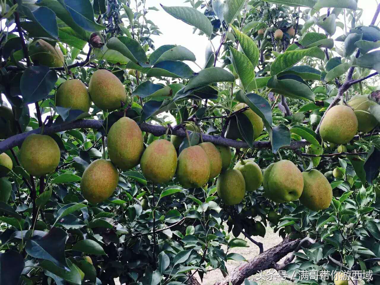 库尔勒香梨熟了!古尔邦节假期去库尔勒采香梨吧!只要4元每公斤