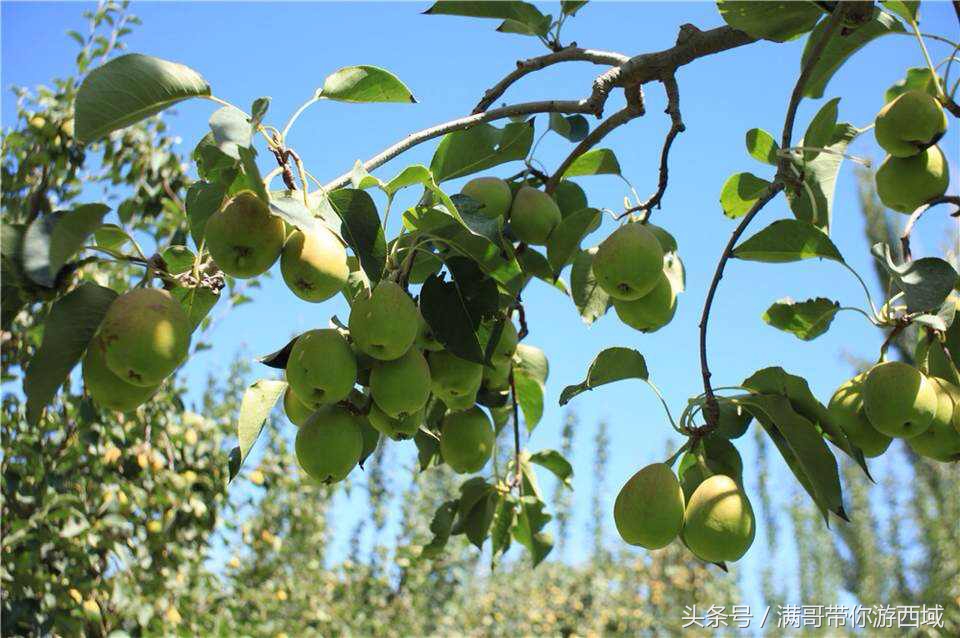 库尔勒香梨熟了!古尔邦节假期去库尔勒采香梨吧!只要4元每公斤