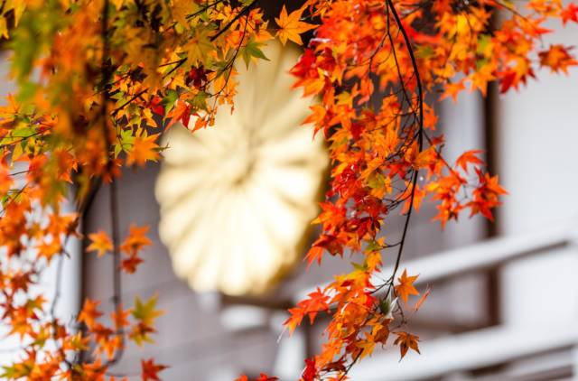 八月份定下的目标,秋季关西旅游攻略