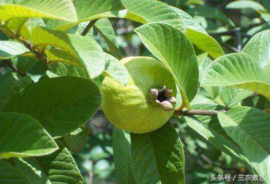 农村无人吃的果子,农村无人能吃的果子
