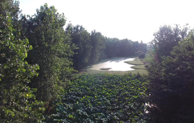 夏天浮萍草塘怎么钓黑鱼,雨天泥鳅钓黑鱼技巧和方法