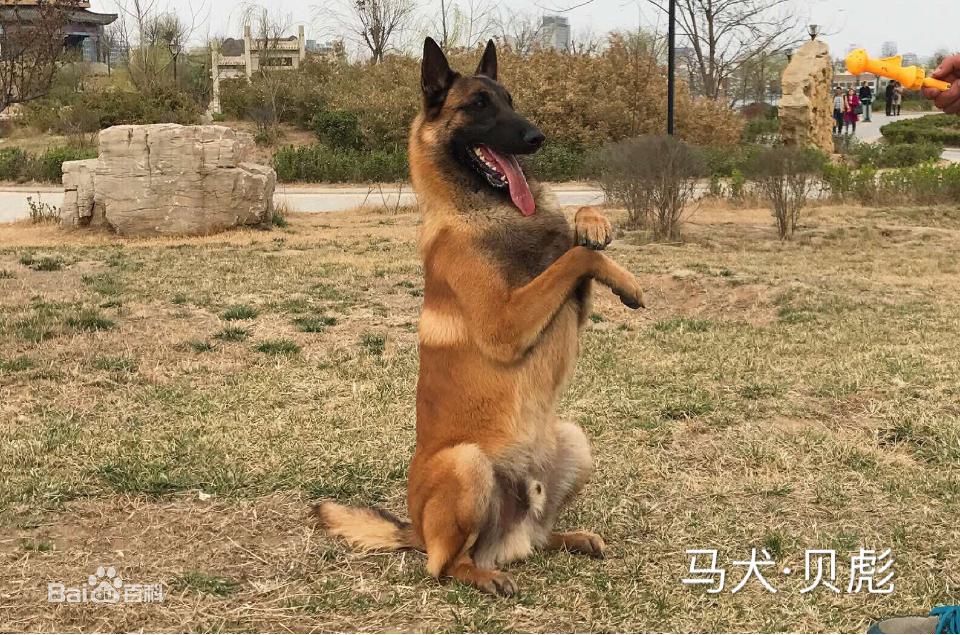 德牧马犬黑背狼青图片,狼青犬和德牧的区别图片