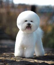 比熊耳朵护理,比熊泪痕怎么护理