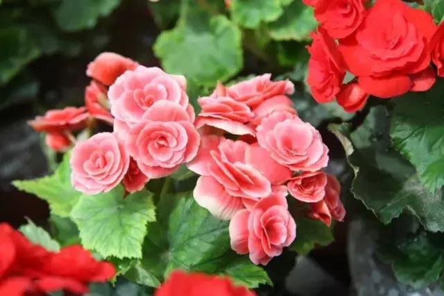 四季秋海棠什么时候剪枝,秋海棠为什么叶子皱