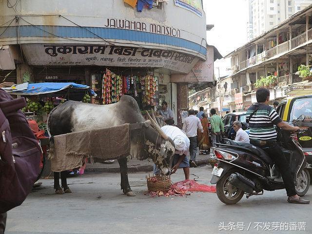 印度路上的牛是哪来的,印度牛满大街
